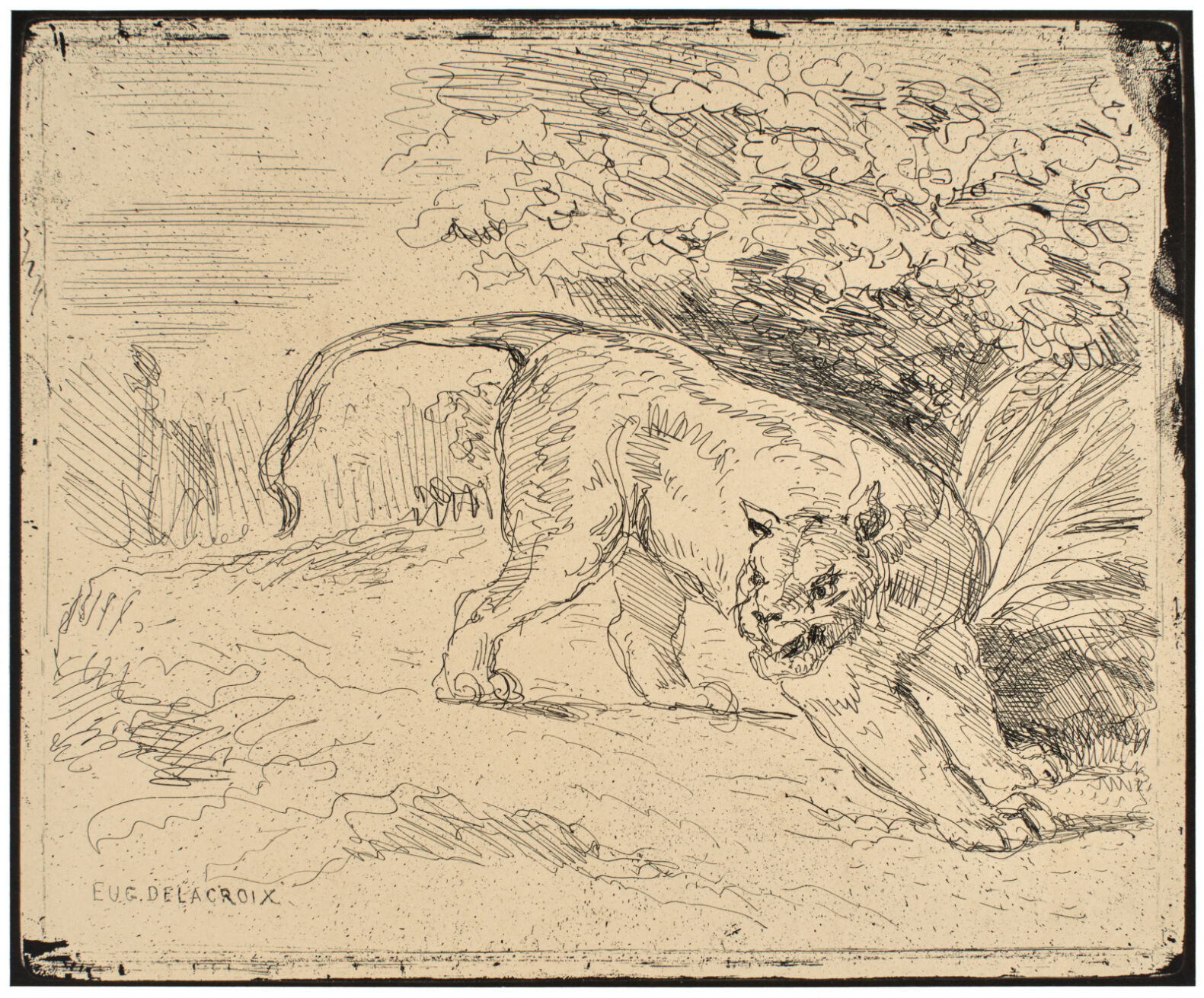 Tiger at Bay
